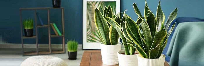 نحوه نگه داری از گیاه سانسوریا در خانه | نکات مهم برای نگه داری از گیاه سانسوریا