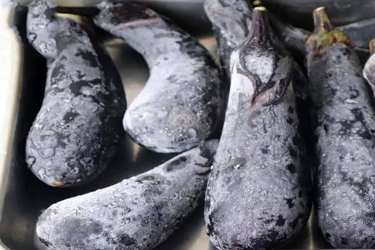 ترفند فریز کردن بادمجان به صورت اصولی بدون سرخ کردن + فیلم