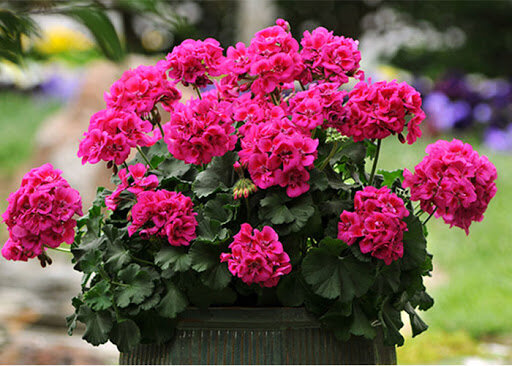 رازهای نگه داری از گل شمعدانی | نکات مهمی که باید برای نگه داری از شمعدانی بدانید