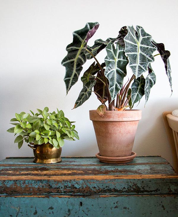 شرایط نگه داری از گل بابا آدم | صفر تا صد مراقبت از گل بابا آدم