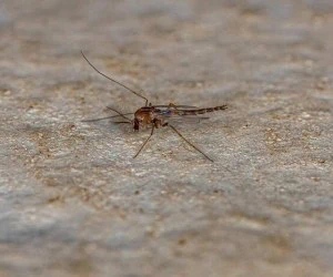 چگونه پشه و مگس را از خانه فراری دهیم ؟ | 3 راهکار طلایی برای فراری دادن پشه و مگس